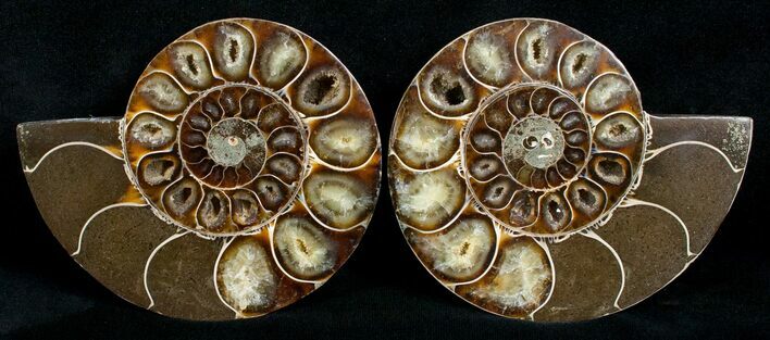 Cut & Polished Desmoceras Ammonite - #5385